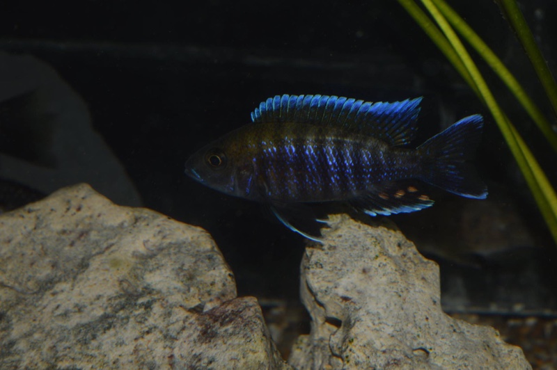 Aulonocara jacobfreibergi 'Tsano Rock'